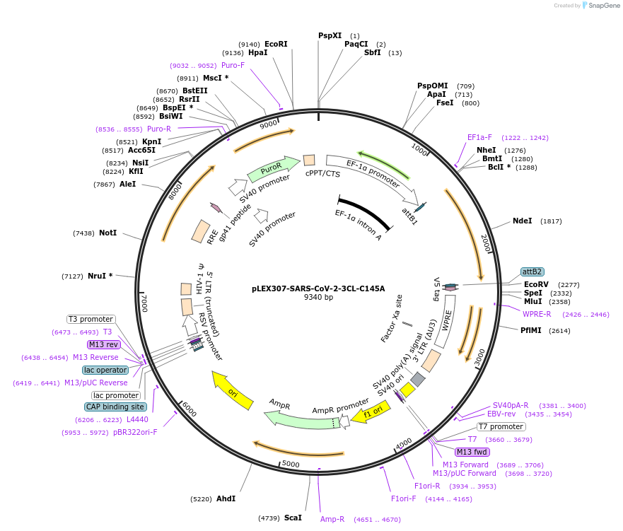160279-plasmid-map-sequence-id-313832