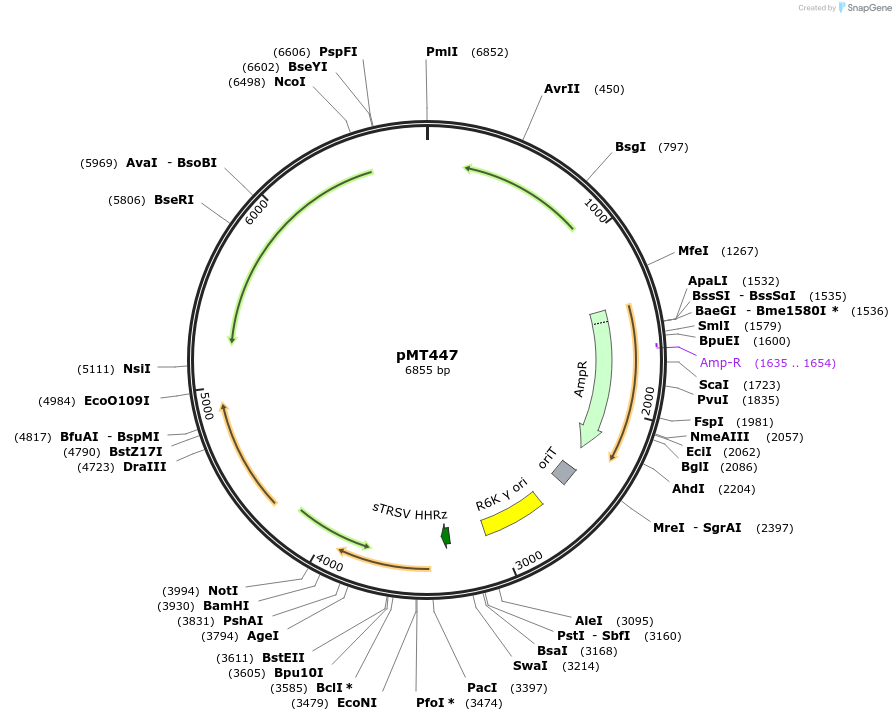 139387-plasmid-map-sequence-id-313833