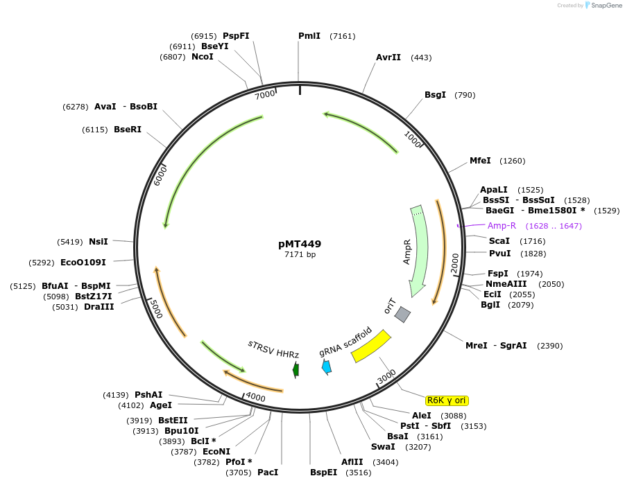 139389-plasmid-map-sequence-id-313839