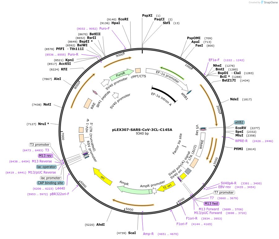 160281-plasmid-map-sequence-id-313845