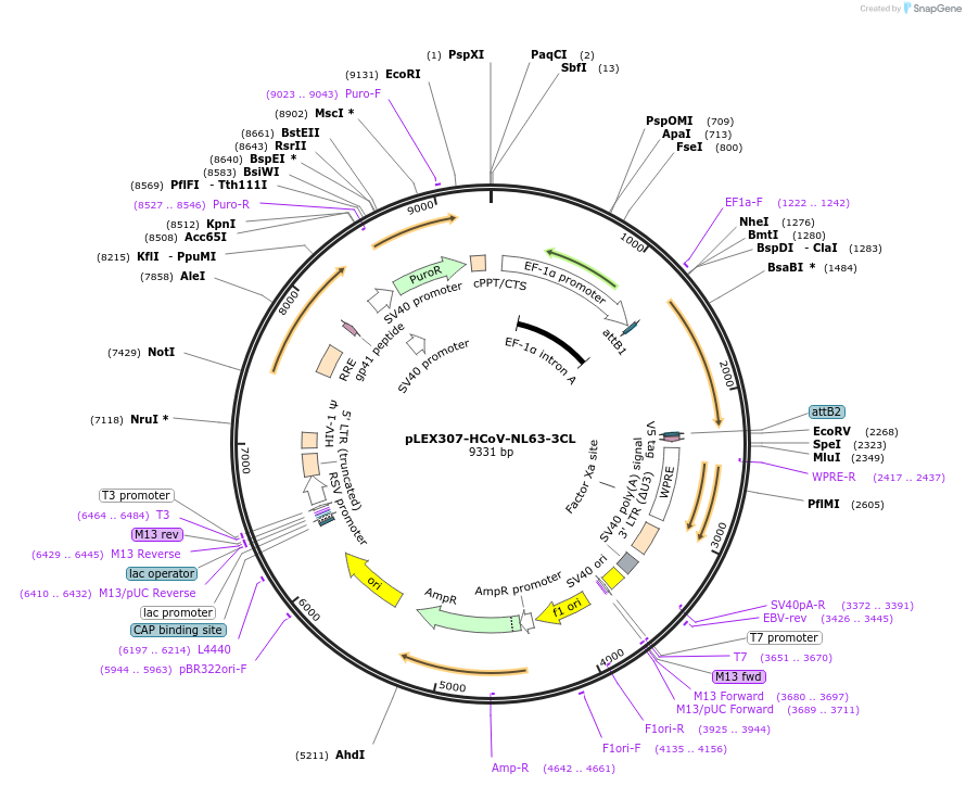 160286-plasmid-map-sequence-id-313897