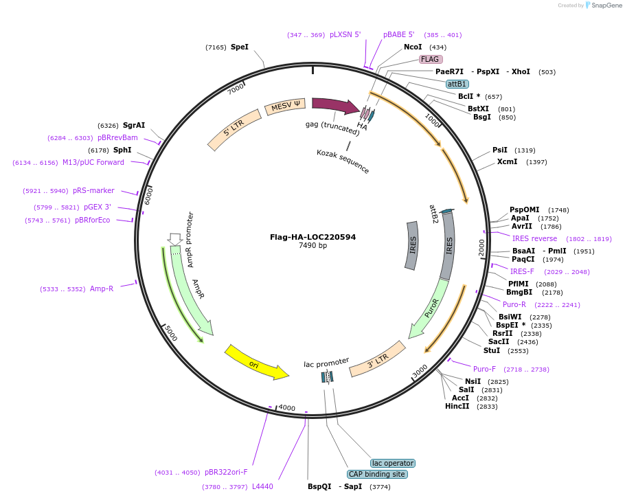 22562-plasmid-map-sequence-id-313902