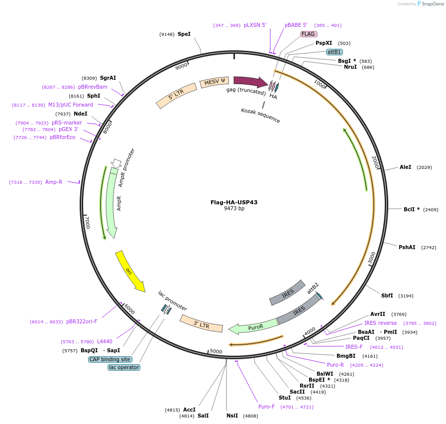 22583-plasmid-map-sequence-id-313906