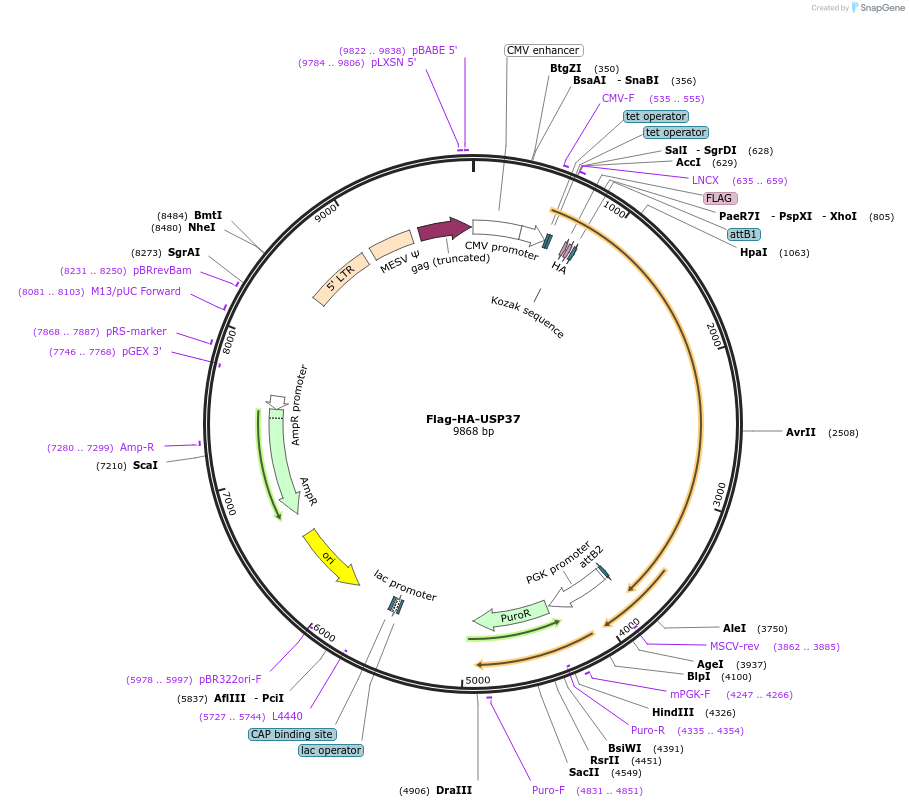 22602-plasmid-map-sequence-id-313929