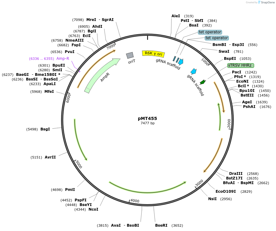 139392-plasmid-map-sequence-id-313930