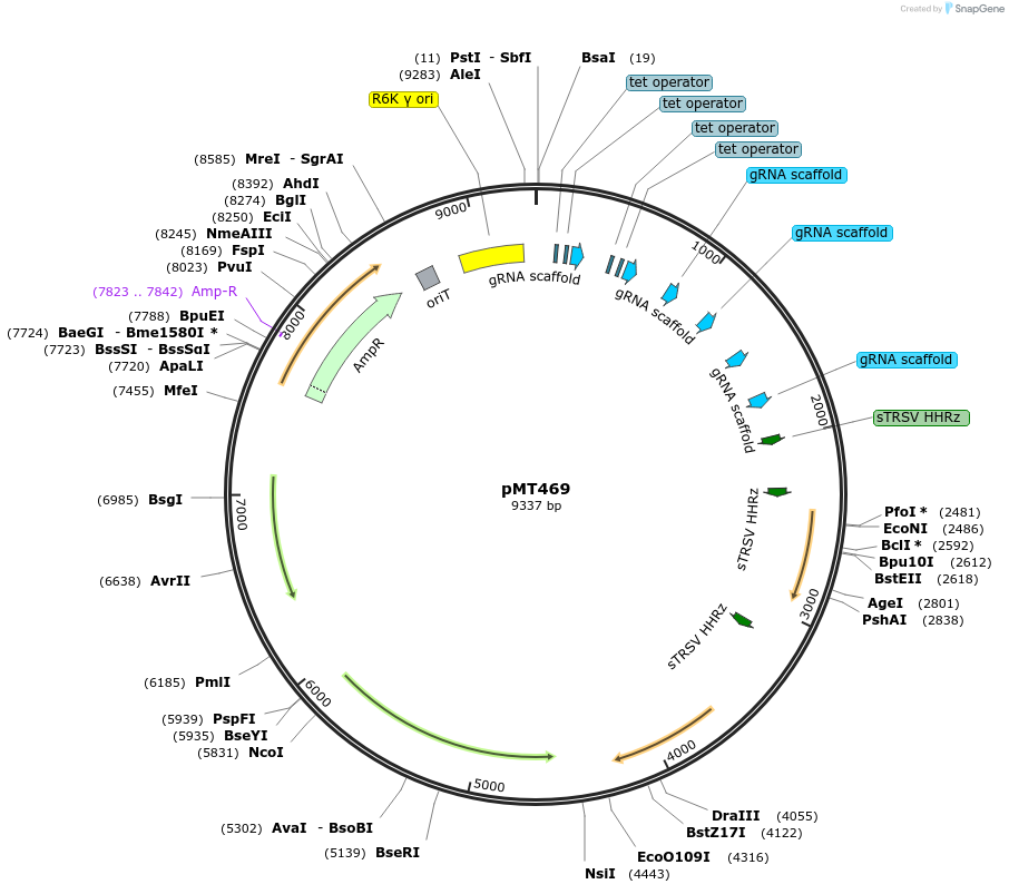 139395-plasmid-map-sequence-id-313937