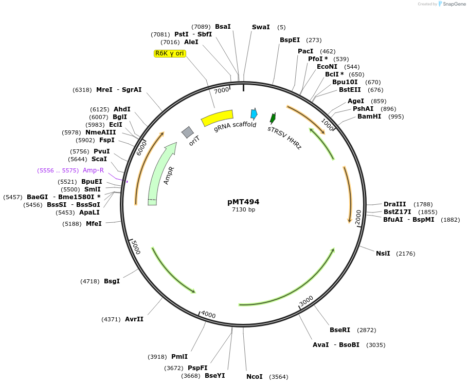 139399-plasmid-map-sequence-id-313941