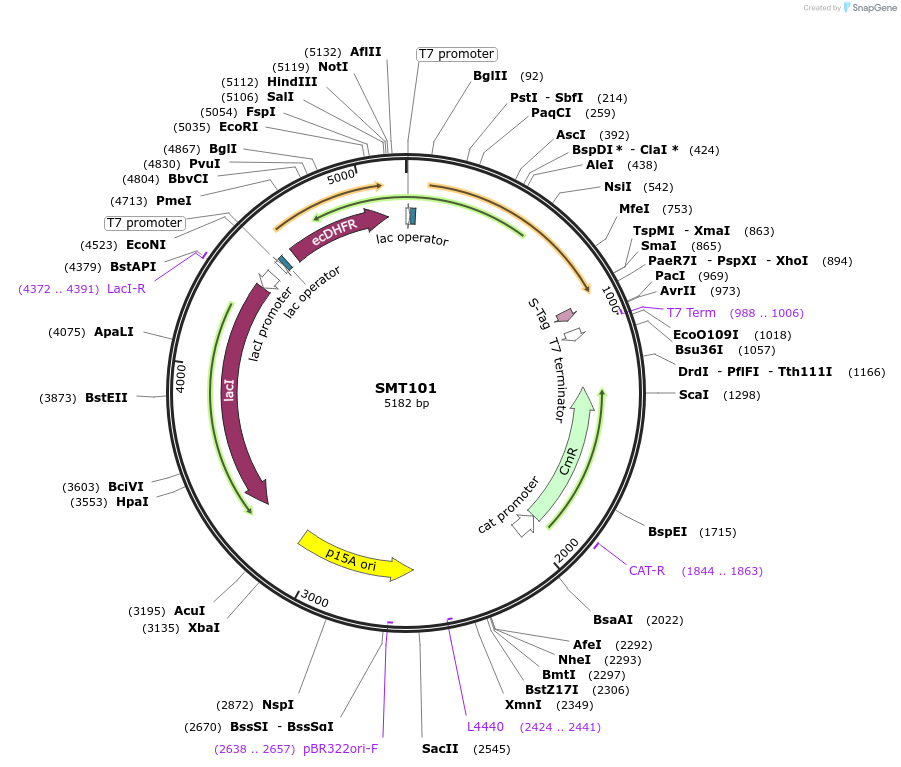 134815-plasmid-map-sequence-id-313942