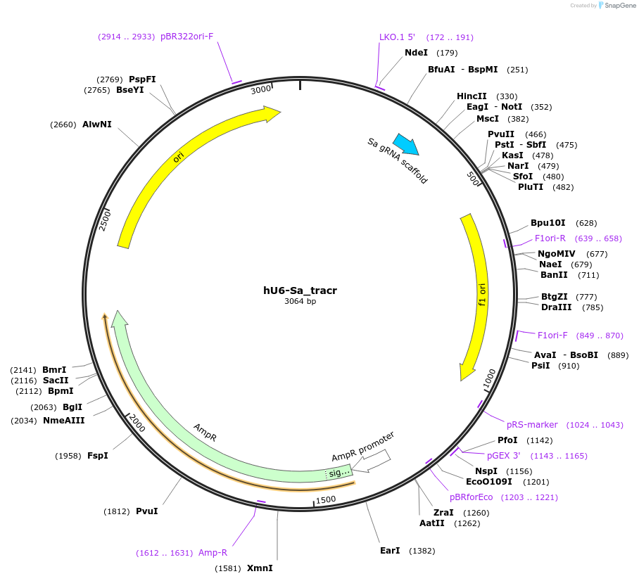 135973-plasmid-map-sequence-id-313948