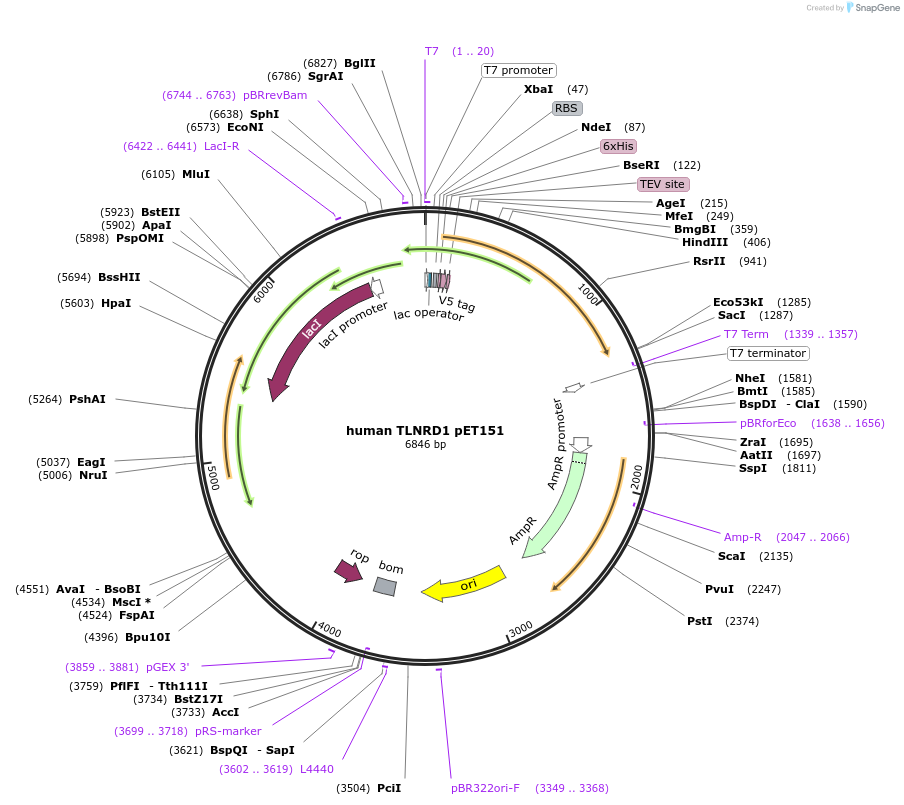 159384-plasmid-map-sequence-id-313949