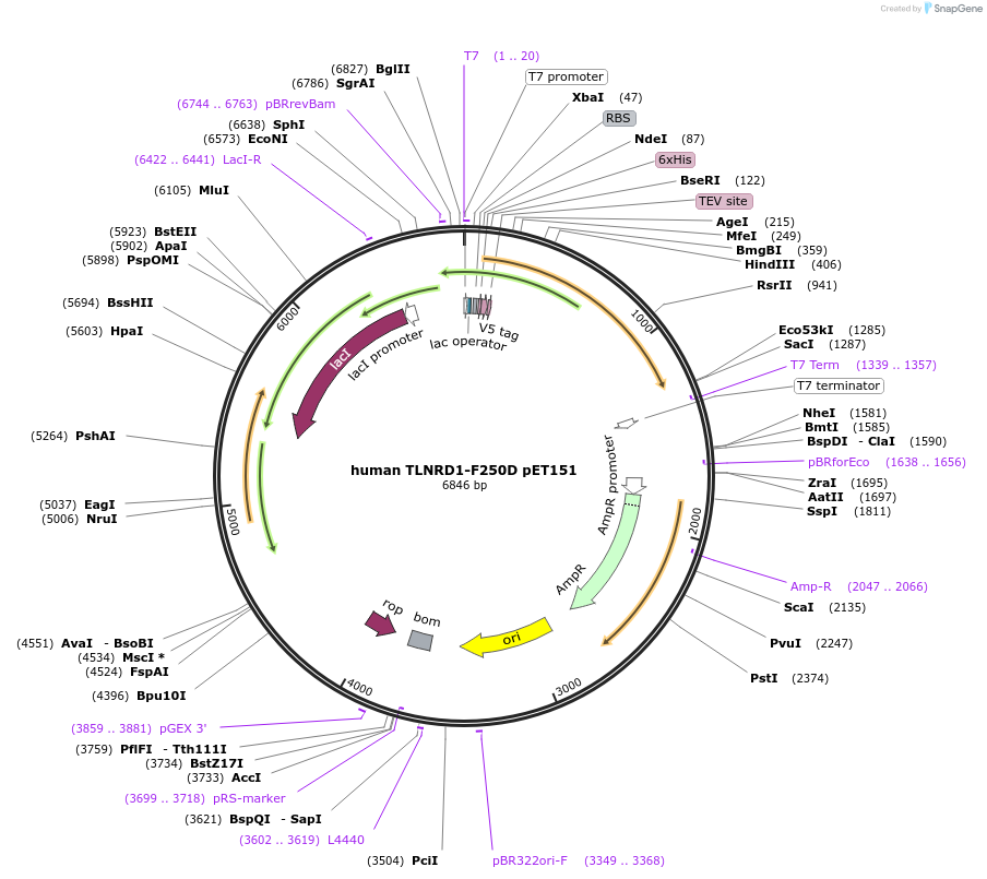 159385-plasmid-map-sequence-id-313950