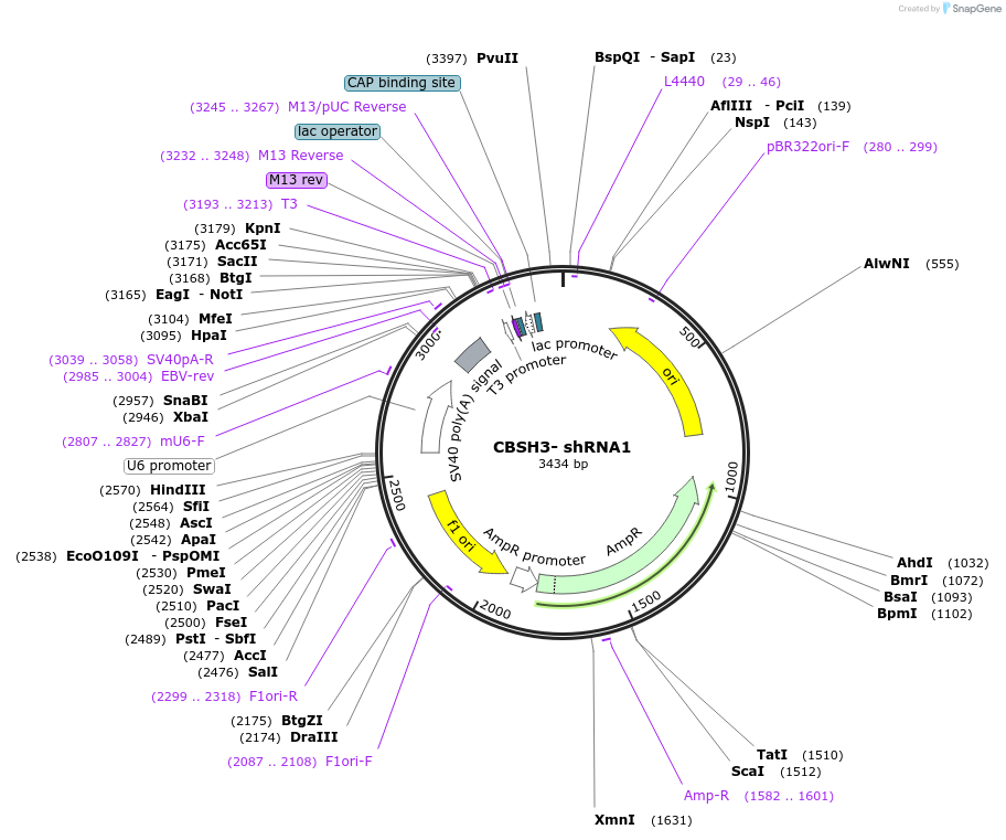 160208-plasmid-map-sequence-id-313951