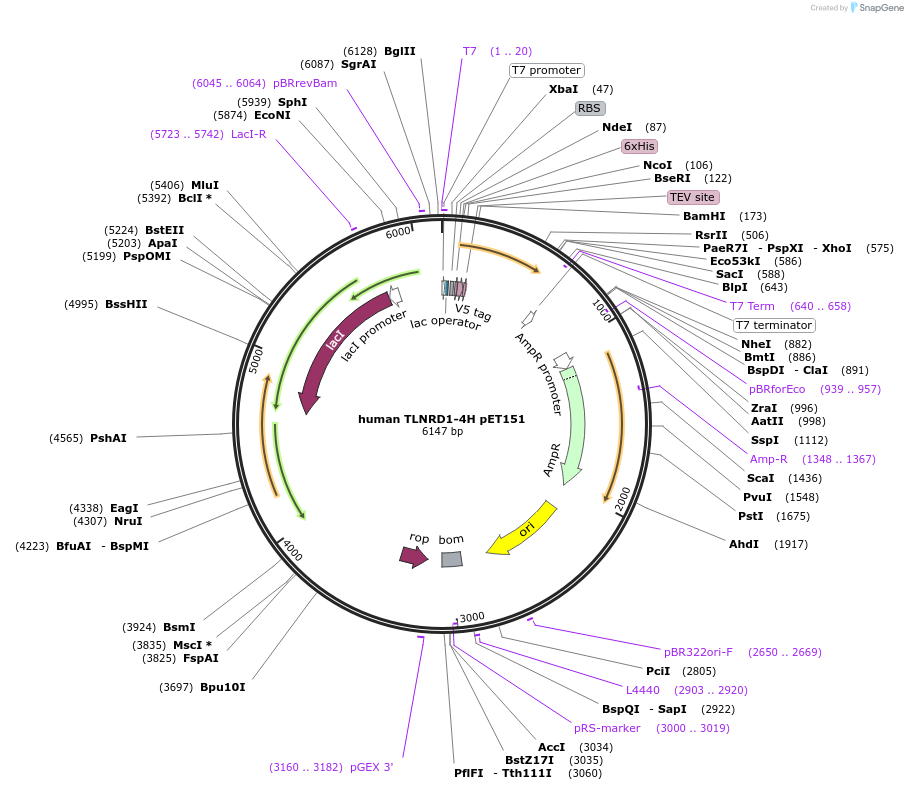 159386-plasmid-map-sequence-id-313952