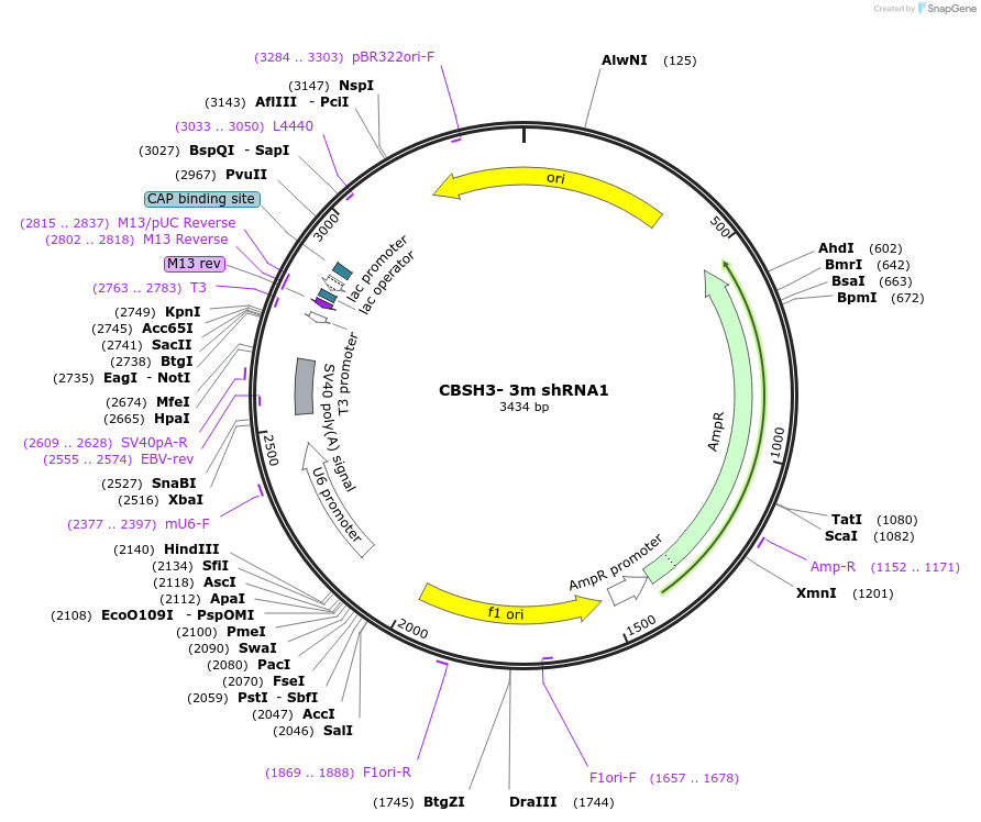 160209-plasmid-map-sequence-id-313960