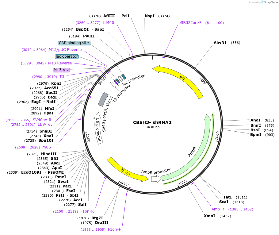 160210-plasmid-map-sequence-id-313961