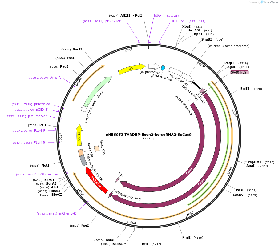 107858-plasmid-map-sequence-id-313963