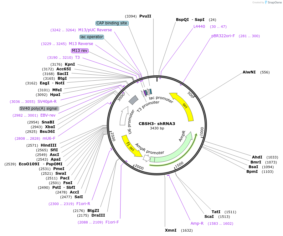 160212-plasmid-map-sequence-id-313964