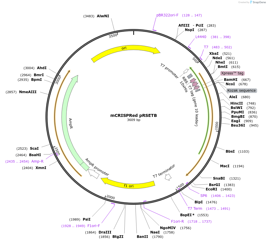 159454-plasmid-map-sequence-id-313972