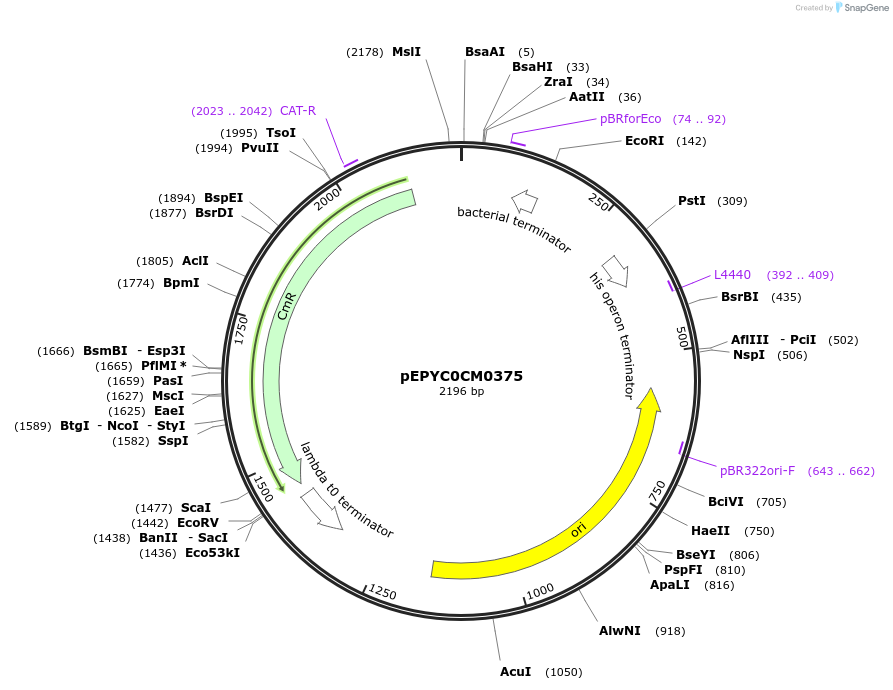 154519-plasmid-map-sequence-id-313975