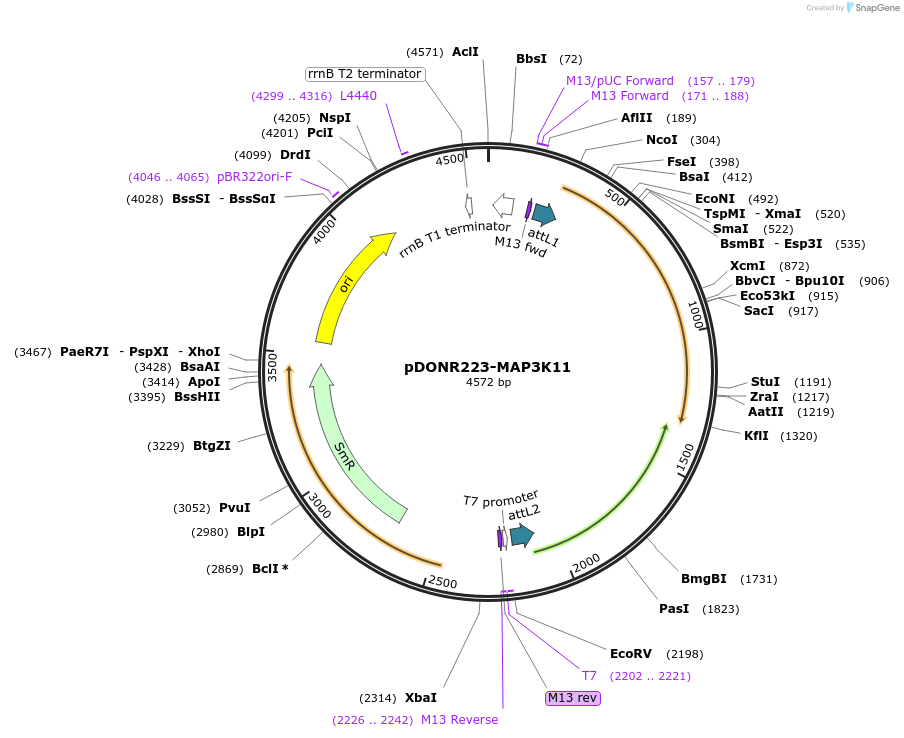23473-plasmid-map-sequence-id-313976