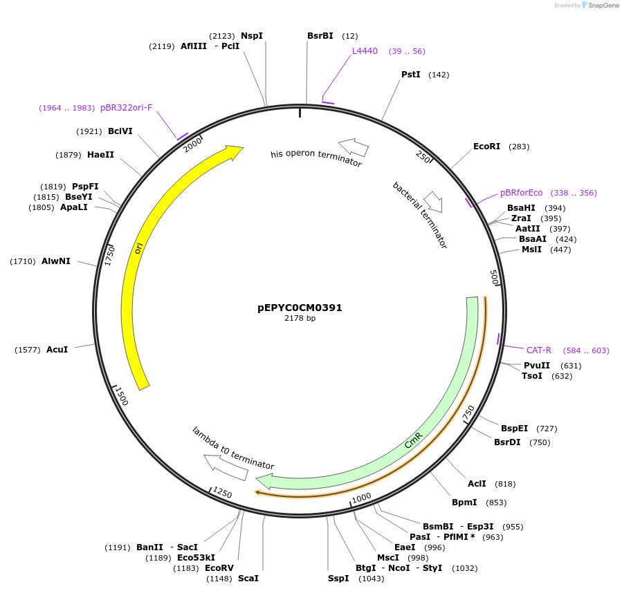 154517-plasmid-map-sequence-id-313977