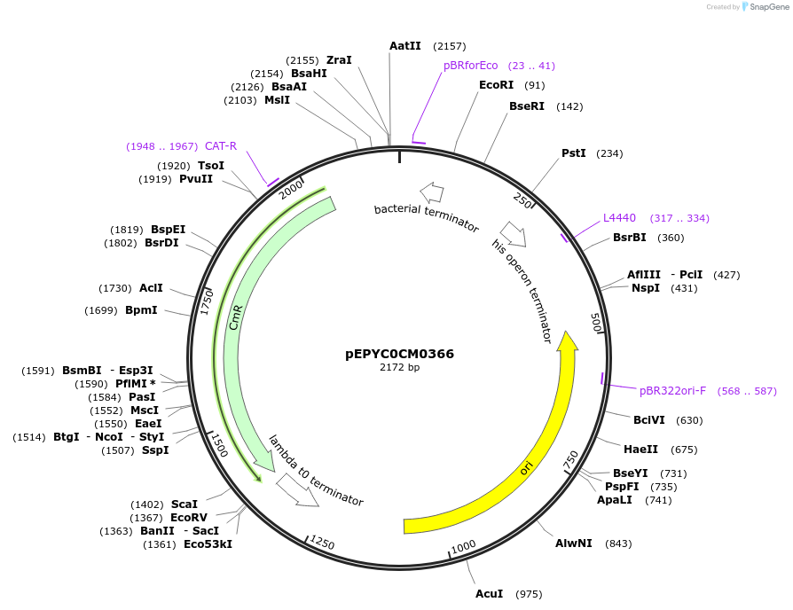 154504-plasmid-map-sequence-id-313987