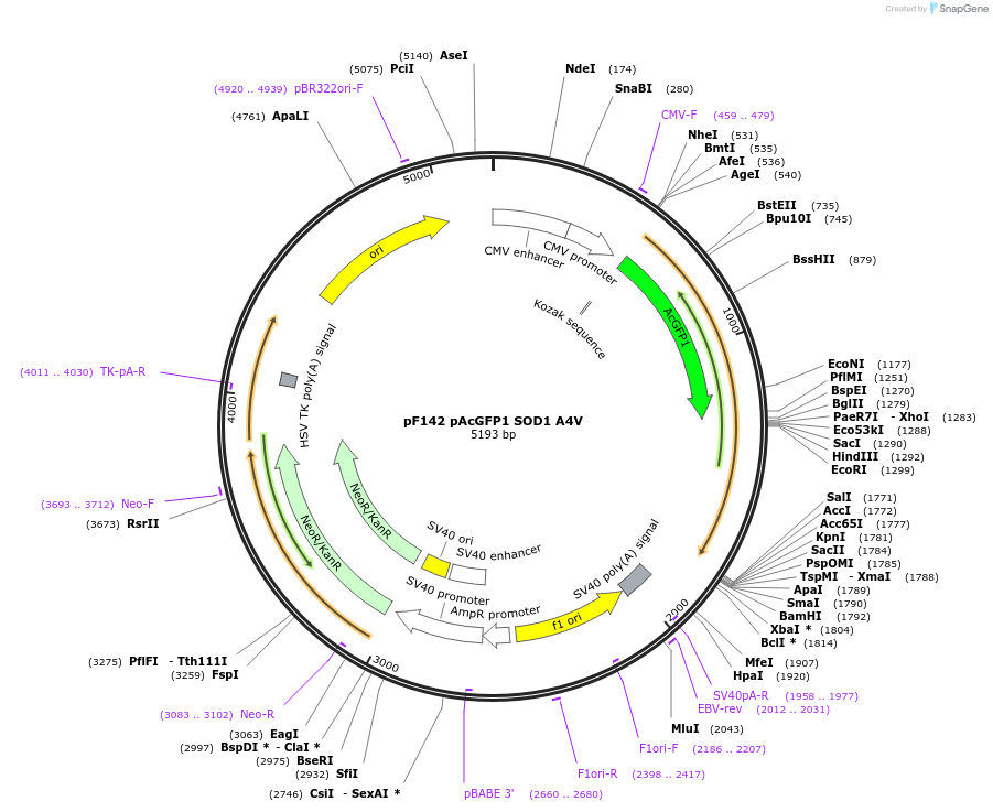 26403-plasmid-map-sequence-id-314029