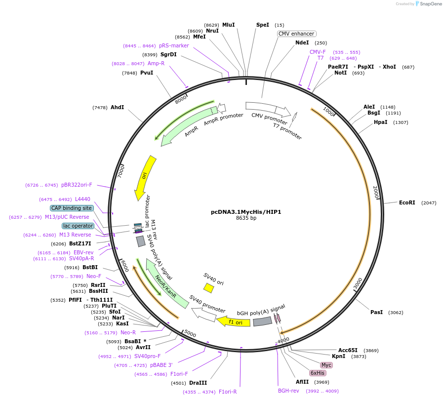 29590-plasmid-map-sequence-id-314033