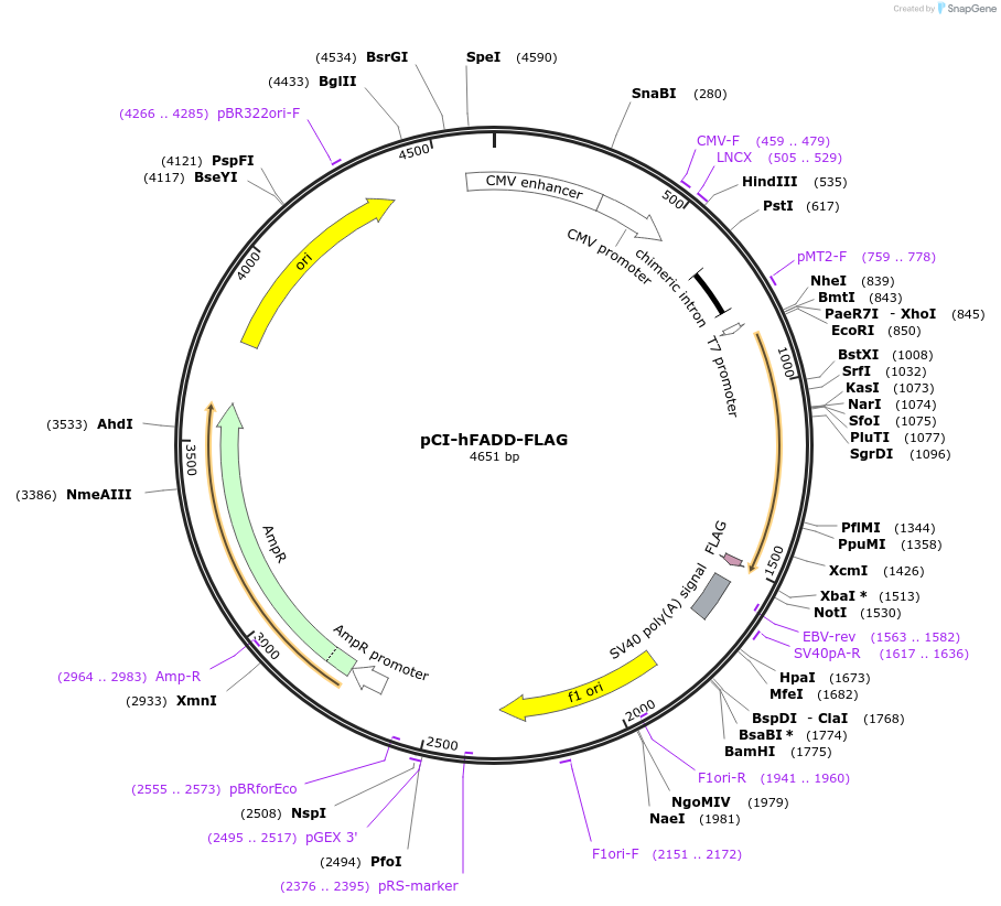 31814-plasmid-map-sequence-id-314034