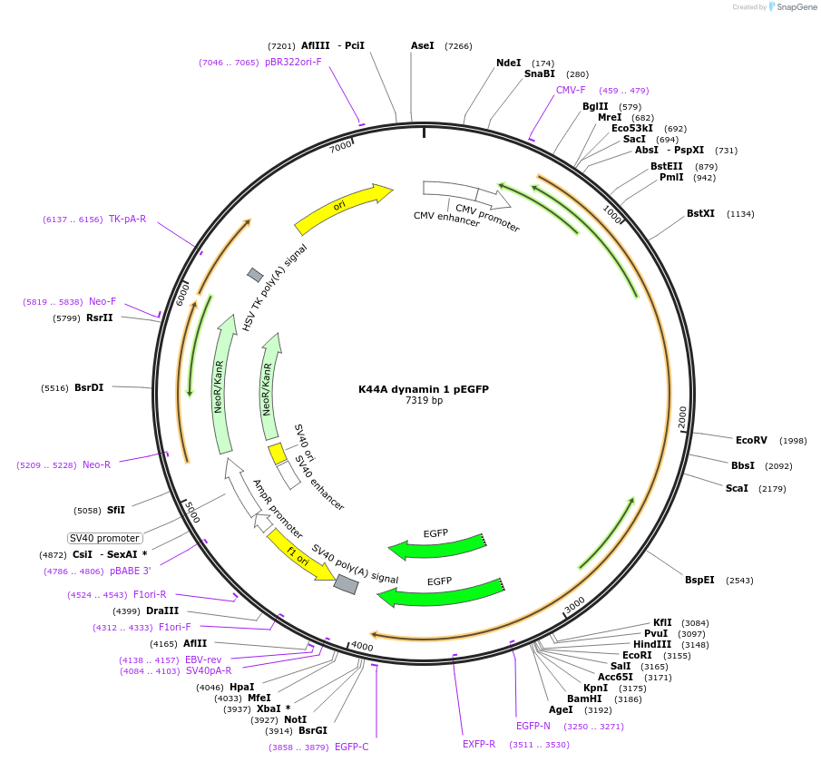34681-plasmid-map-sequence-id-314040