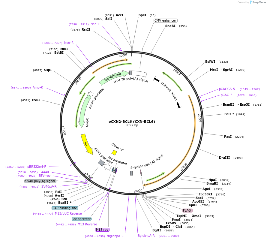 40346-plasmid-map-sequence-id-314045