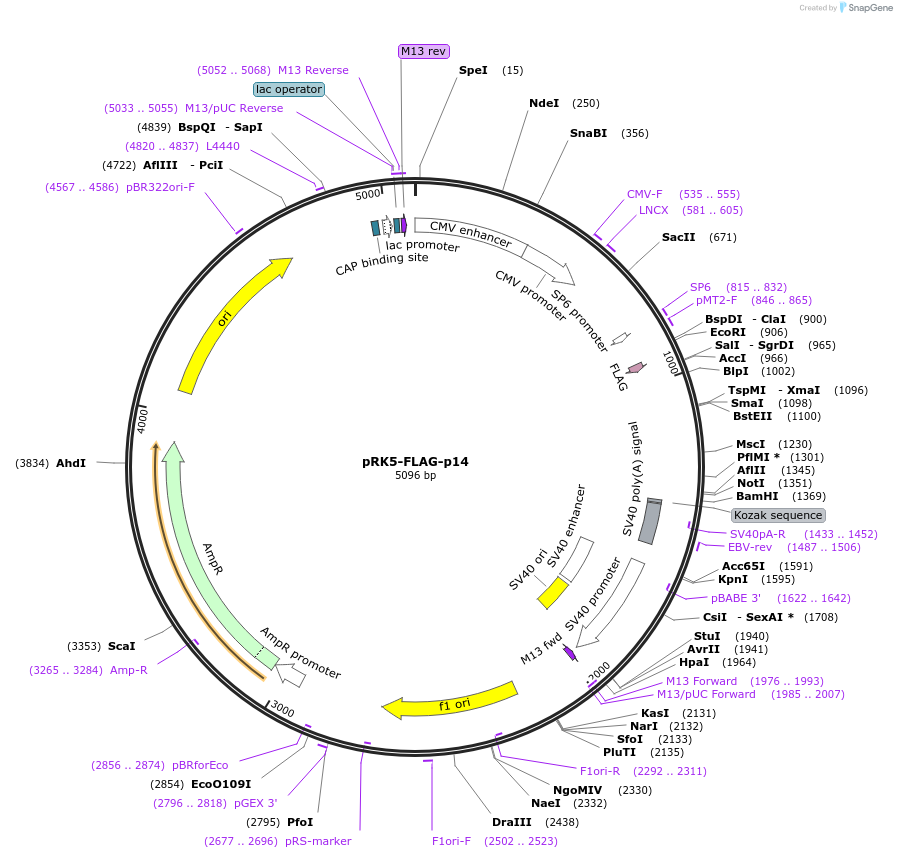 42330-plasmid-map-sequence-id-314049