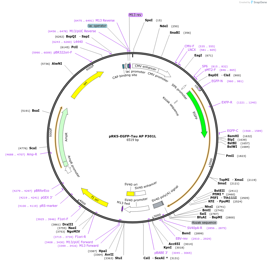 46906-plasmid-map-sequence-id-314071