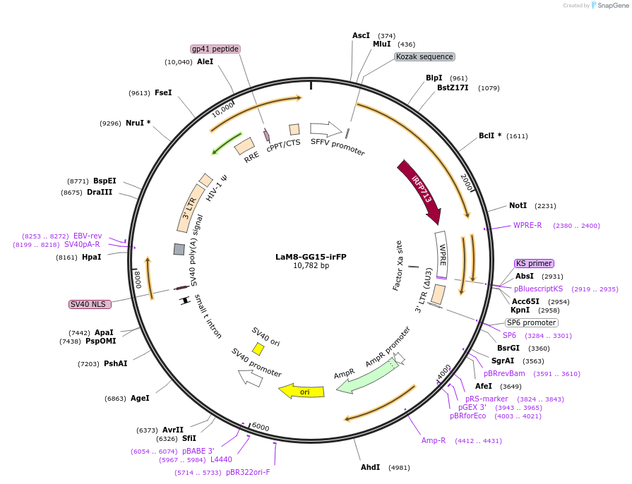 159591-plasmid-map-sequence-id-314080
