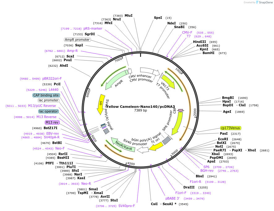 51966-plasmid-map-sequence-id-314083