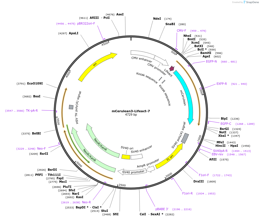 54721-plasmid-map-sequence-id-314087