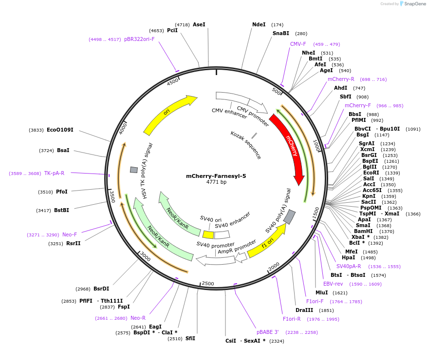 55045-plasmid-map-sequence-id-314088