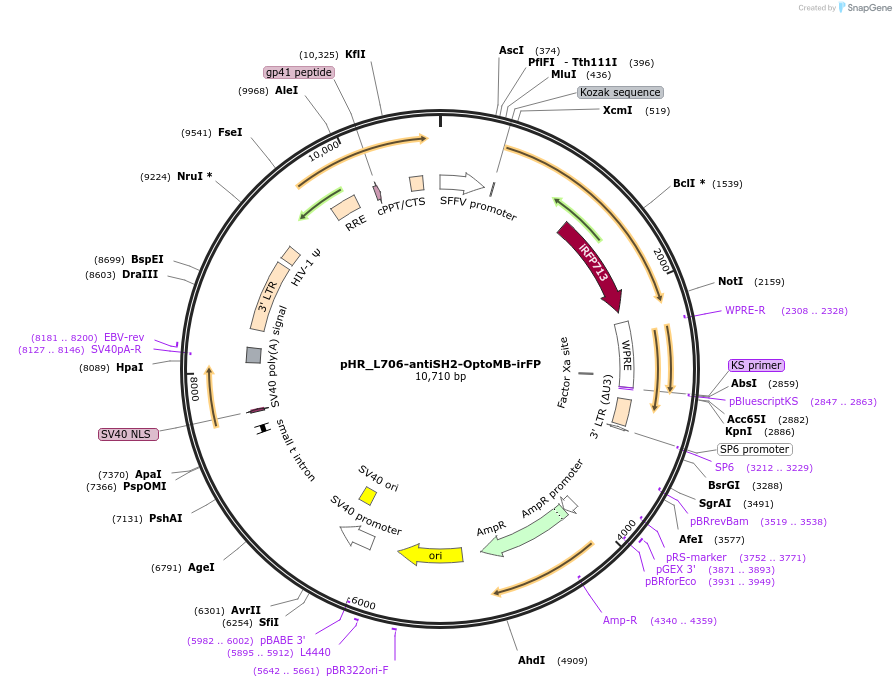 159938-plasmid-map-sequence-id-314091