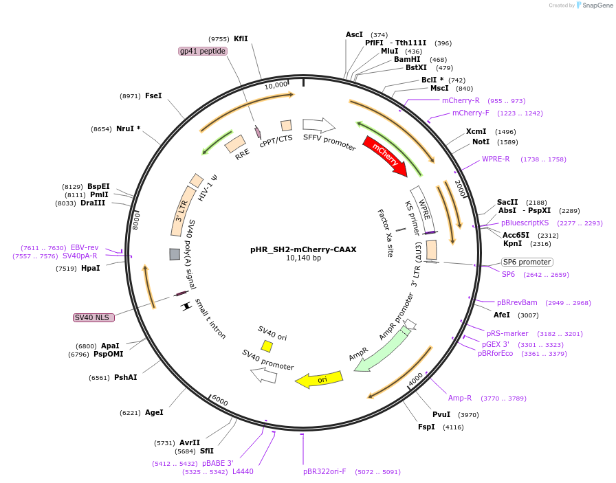 159939-plasmid-map-sequence-id-314093
