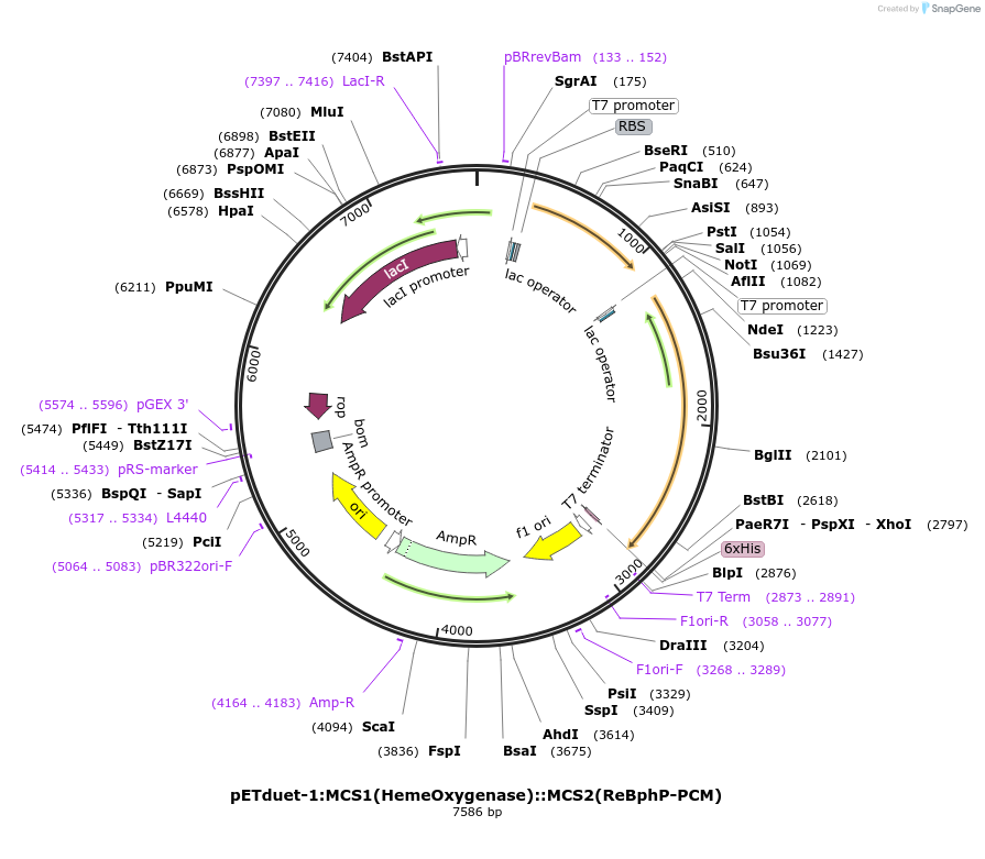 156463-plasmid-map-sequence-id-314113