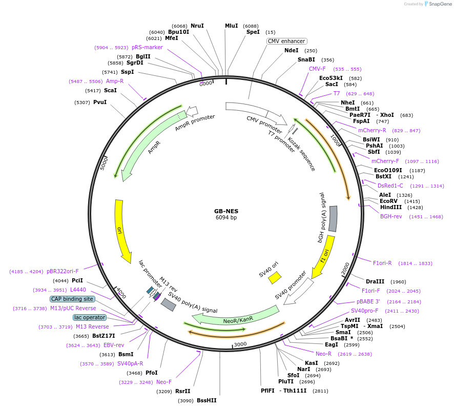 61017-plasmid-map-sequence-id-314148