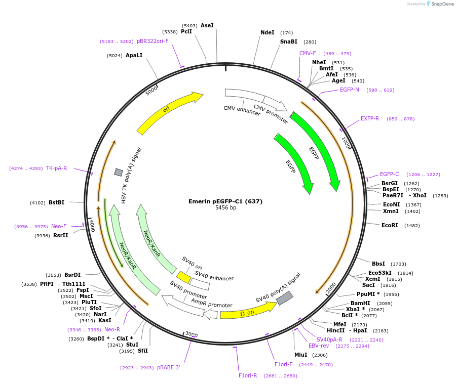 61993-plasmid-map-sequence-id-314150
