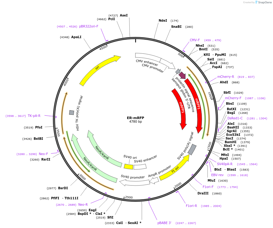 62236-plasmid-map-sequence-id-314154