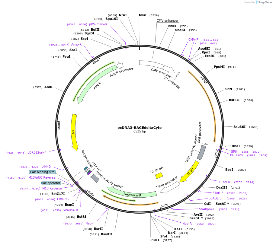 71436-plasmid-map-sequence-id-314168