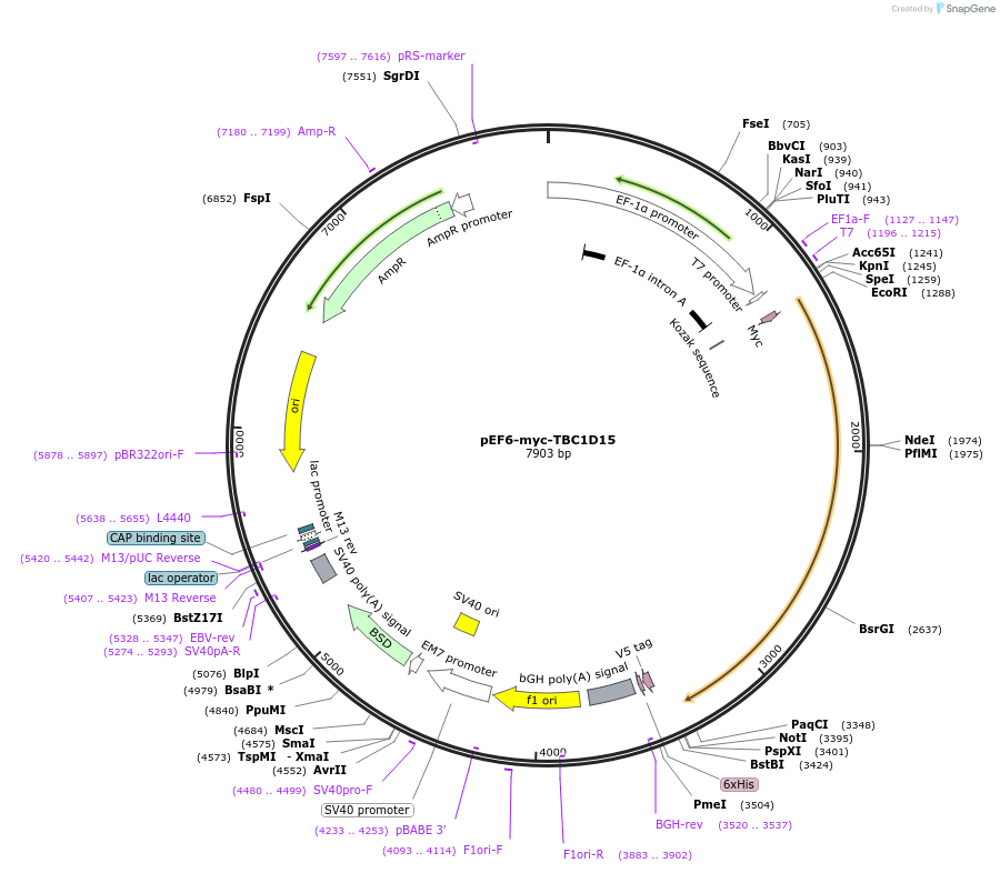 79148-plasmid-map-sequence-id-314172