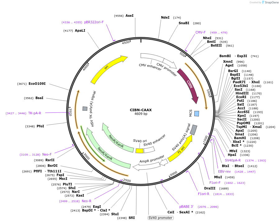 79574-plasmid-map-sequence-id-314173