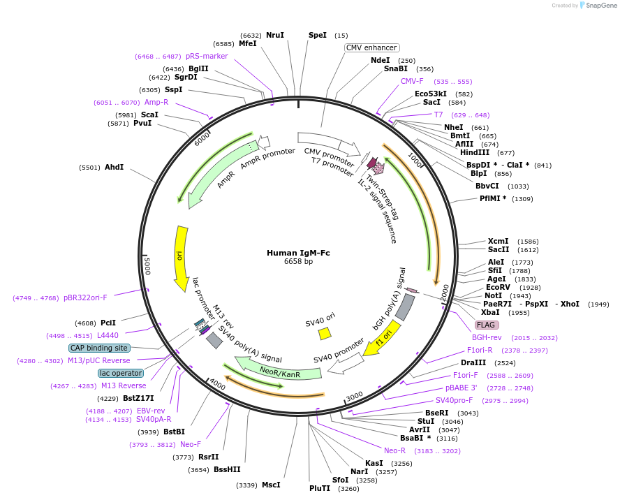 158214-plasmid-map-sequence-id-314244