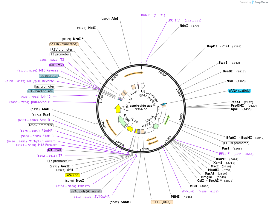 160091-plasmid-map-sequence-id-314274