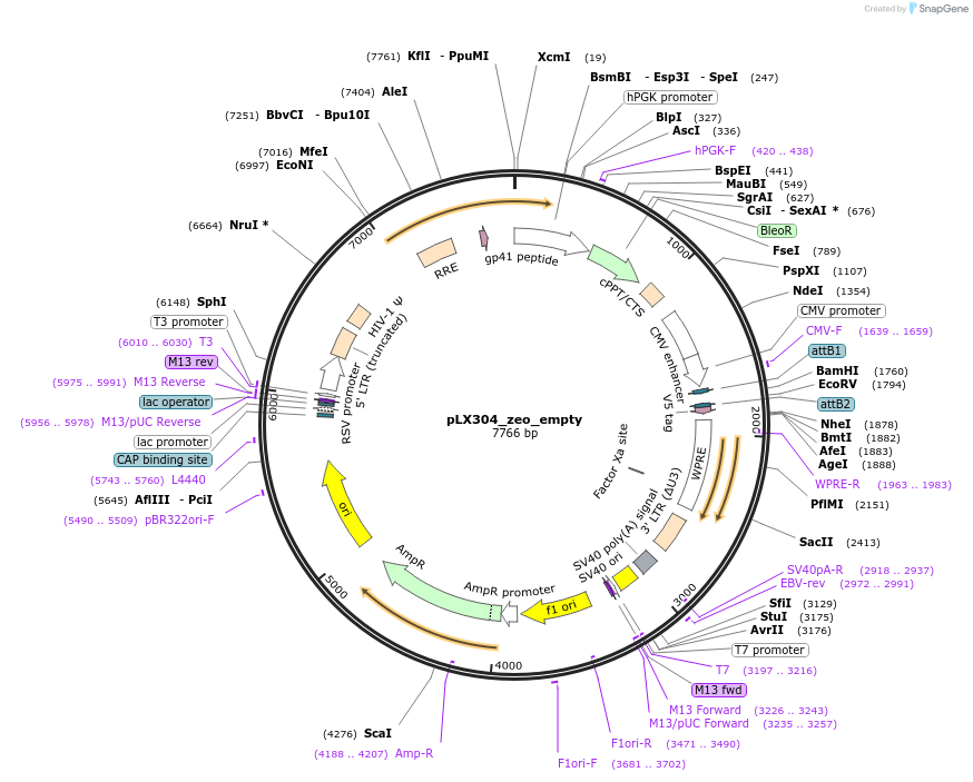 160093-plasmid-map-sequence-id-314278
