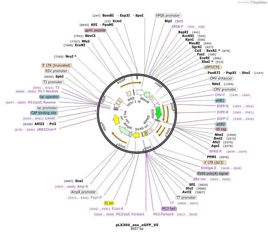 160096-plasmid-map-sequence-id-314283